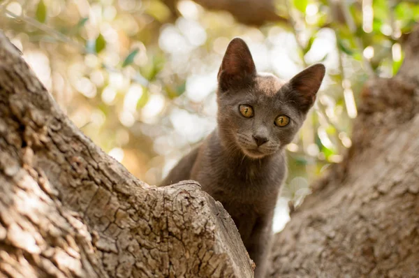 Gattino Sul Prato Estate — Foto Stock