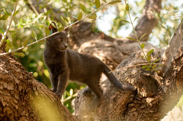 Gattino Sul Prato Estate — Foto Stock