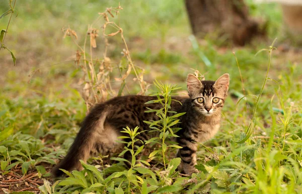 Gatito Césped Verano —  Fotos de Stock