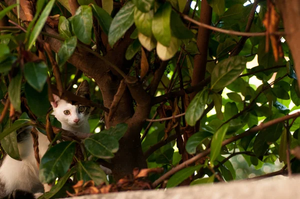 Gatito Césped Verano —  Fotos de Stock