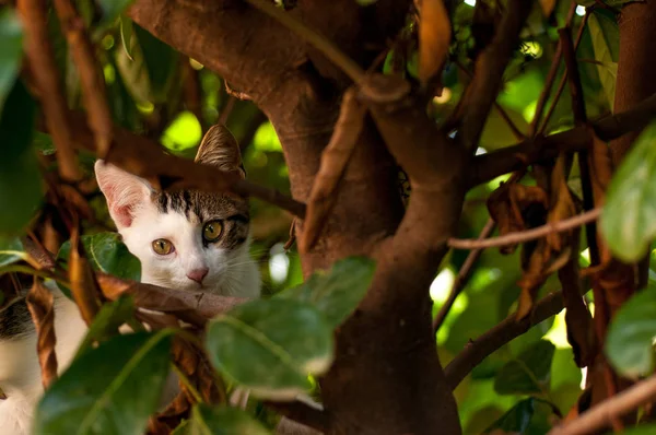 Kattunge Gräsmattan Sommartid — Stockfoto