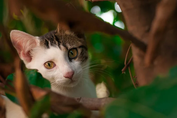 夏の芝生の上の子猫 — ストック写真