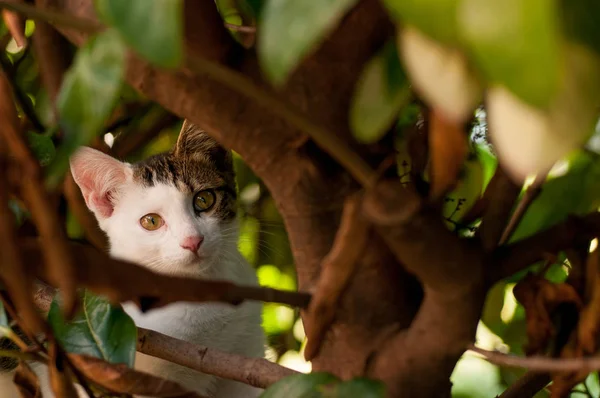 Kitten Lawn Summer — Stock Photo, Image