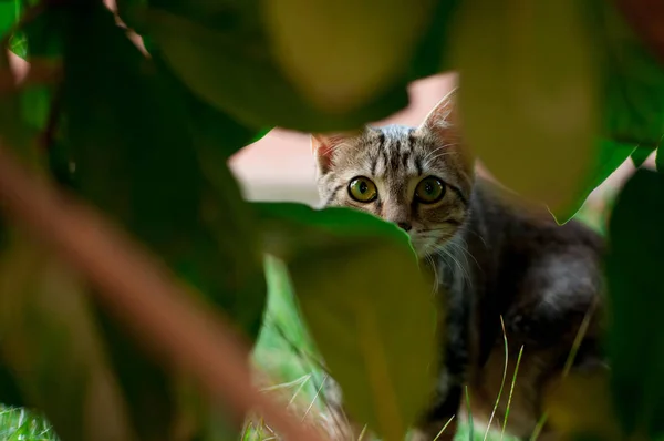 夏天在草坪上的小猫 — 图库照片
