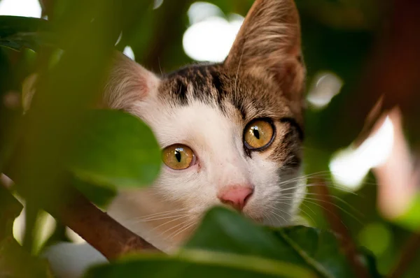 Gatinho Gramado Verão — Fotografia de Stock