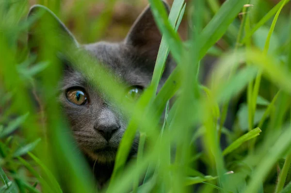 夏の芝生の上の子猫 — ストック写真