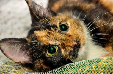 oynak küçük kedicik evde