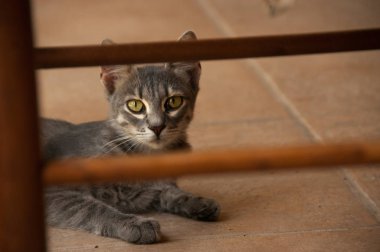 oynak küçük kedicik evde