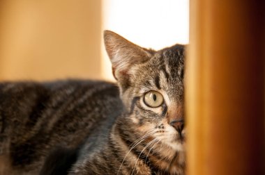 oynak küçük kedicik evde