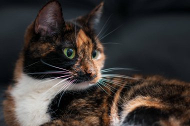 kedi portre evde yakın çekim