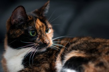 kedi portre evde yakın çekim