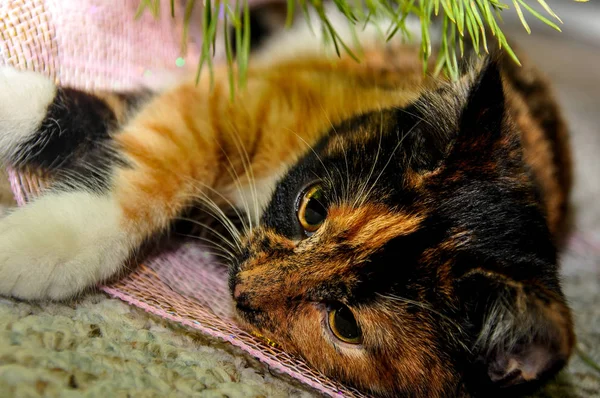 playful little kitty at home