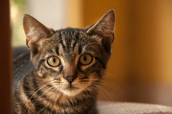 Piccolo Gattino Giocoso Casa — Foto Stock