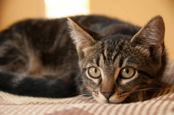 playful little kitty at home