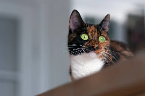自宅の猫の肖像画をクローズ アップ — ストック写真