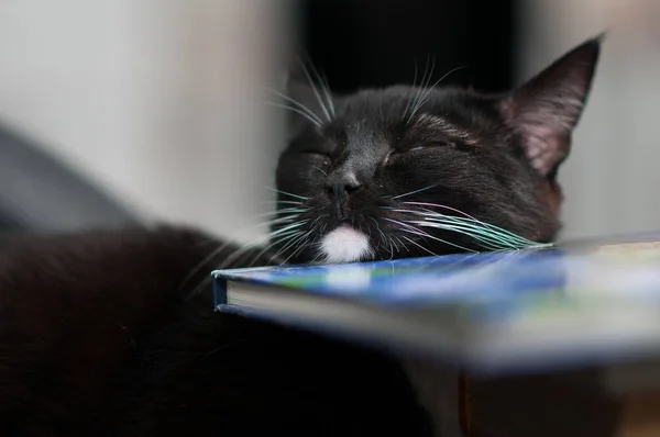 Kedi Portre Evde Yakın Çekim — Stok fotoğraf