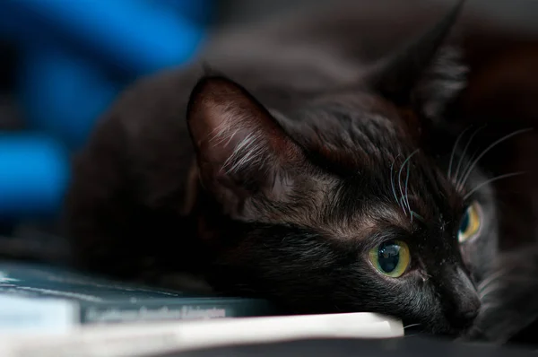 Retrato Gato Casa Cerca — Foto de Stock