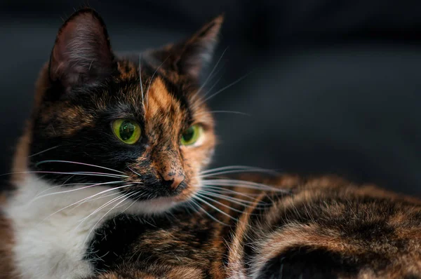 Cat Portrét Doma Zblízka — Stock fotografie
