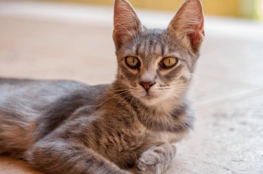 parlak yaz arka plan üzerinde büyük kulakları ile güzel kedi