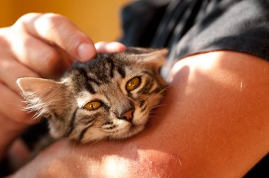 Bir adam yakın çekim elinde yavru kedi