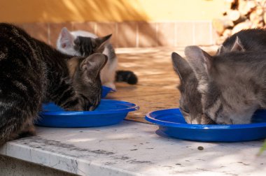 Yaz aylarında sokakta sokak kedileri için bakım