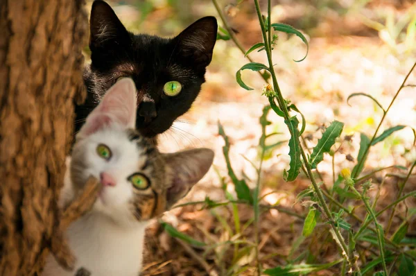 Due Gatti Guardano Fuori Dietro Albero Vicino — Foto Stock