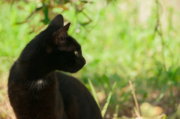 Gato Negro Jardín Contra Telón Fondo Del Verano Verde —  Fotos de Stock