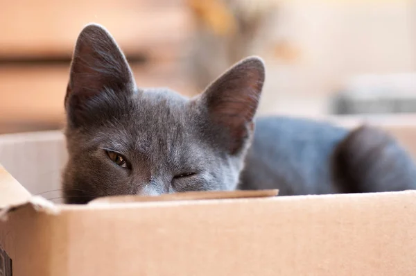Kätzchen Blaue Farbe Mit Braunen Augen Nickerchen Einer Box — Stockfoto