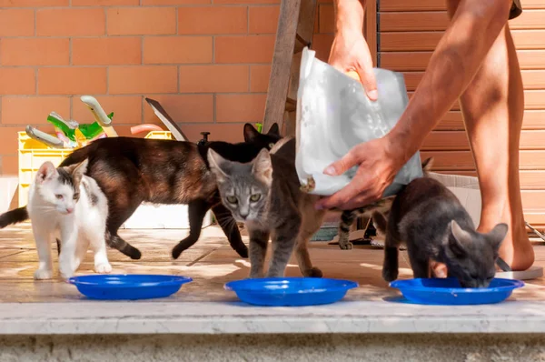 Cuidado Gatos Callejeros Calle Verano — Foto de Stock