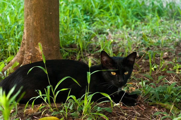 坐在树旁的绿草里的黑猫 — 图库照片