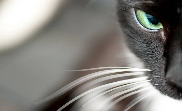 Böser Blick Der Schwarzen Katze — Stockfoto