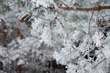çam dal hoarfrost kış orman ile