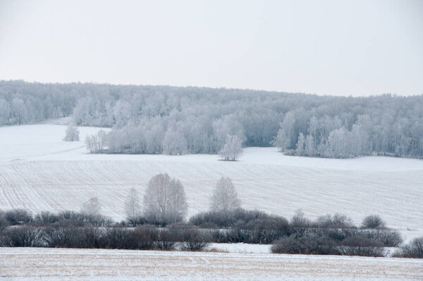 Зимний пейзаж с полем и лесом
