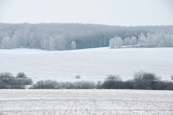 Vinterlandskab Med Mark Skov - Stock-foto