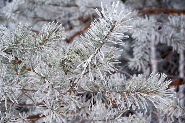 Pine Twig Hoarfrost Winter Forest — Stock Photo, Image
