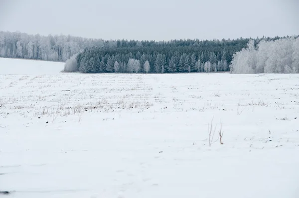 Pejzaż Zimowy Pola Lasu — Zdjęcie stockowe