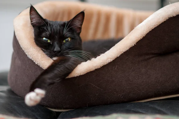 Kot Łóżko Bliska Czarny Kot Spania — Zdjęcie stockowe