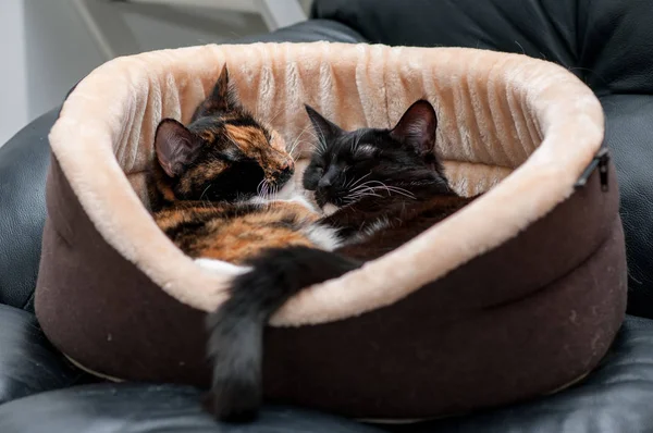 two cats are resting embracing in a cat basket