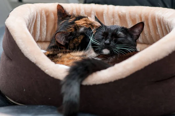 Dois Gatos Estão Descansando Abraçando Uma Cesta Gato — Fotografia de Stock