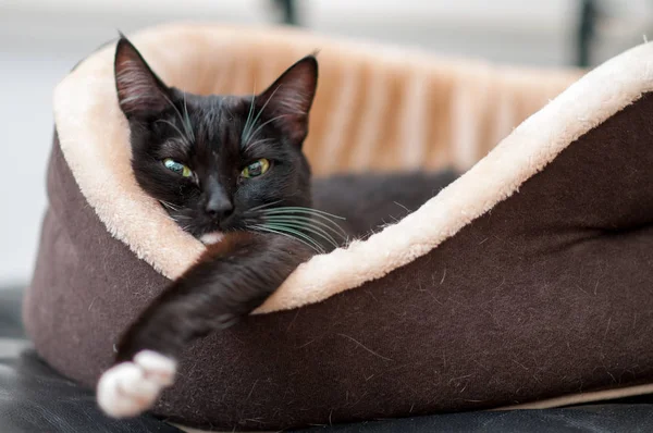 kedi yatak uyku kara kedi yakın çekim ile