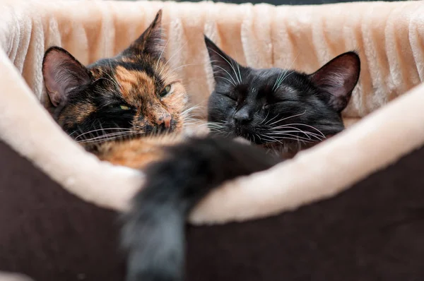 Dvě Kočky Odpočívají Objímat Koši Kočka — Stock fotografie