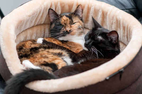 two cats are resting embracing in a cat basket