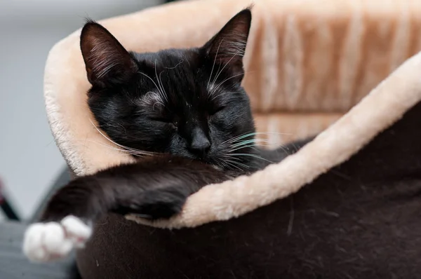 Katzenbett Mit Einer Schlafenden Schwarzen Katze Großaufnahme — Stockfoto
