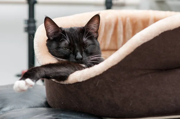 kedi yatak uyku kara kedi yakın çekim ile