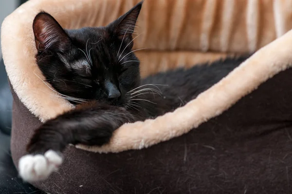 Katzenbett Mit Einer Schlafenden Schwarzen Katze Großaufnahme — Stockfoto