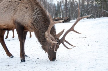 Kışın bir çiftlikte büyük ile büyük bir Sibirya geyik boynuzları maral