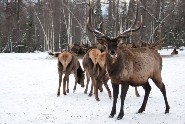 Kışın bir çiftlikte büyük ile büyük bir Sibirya geyik boynuzları maral