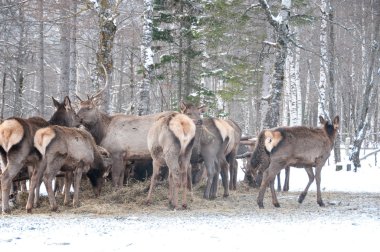 Kışın bir çiftlikte büyük ile büyük bir Sibirya geyik boynuzları maral