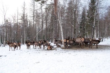 Kışın bir çiftlikte büyük ile büyük bir Sibirya geyik boynuzları maral