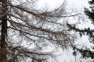 orman manzara Rusya Kış